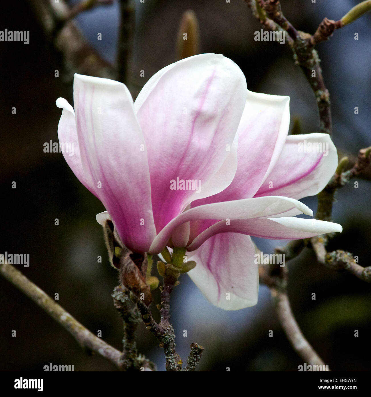 Magnolia blossoms in bloom Stock Photo