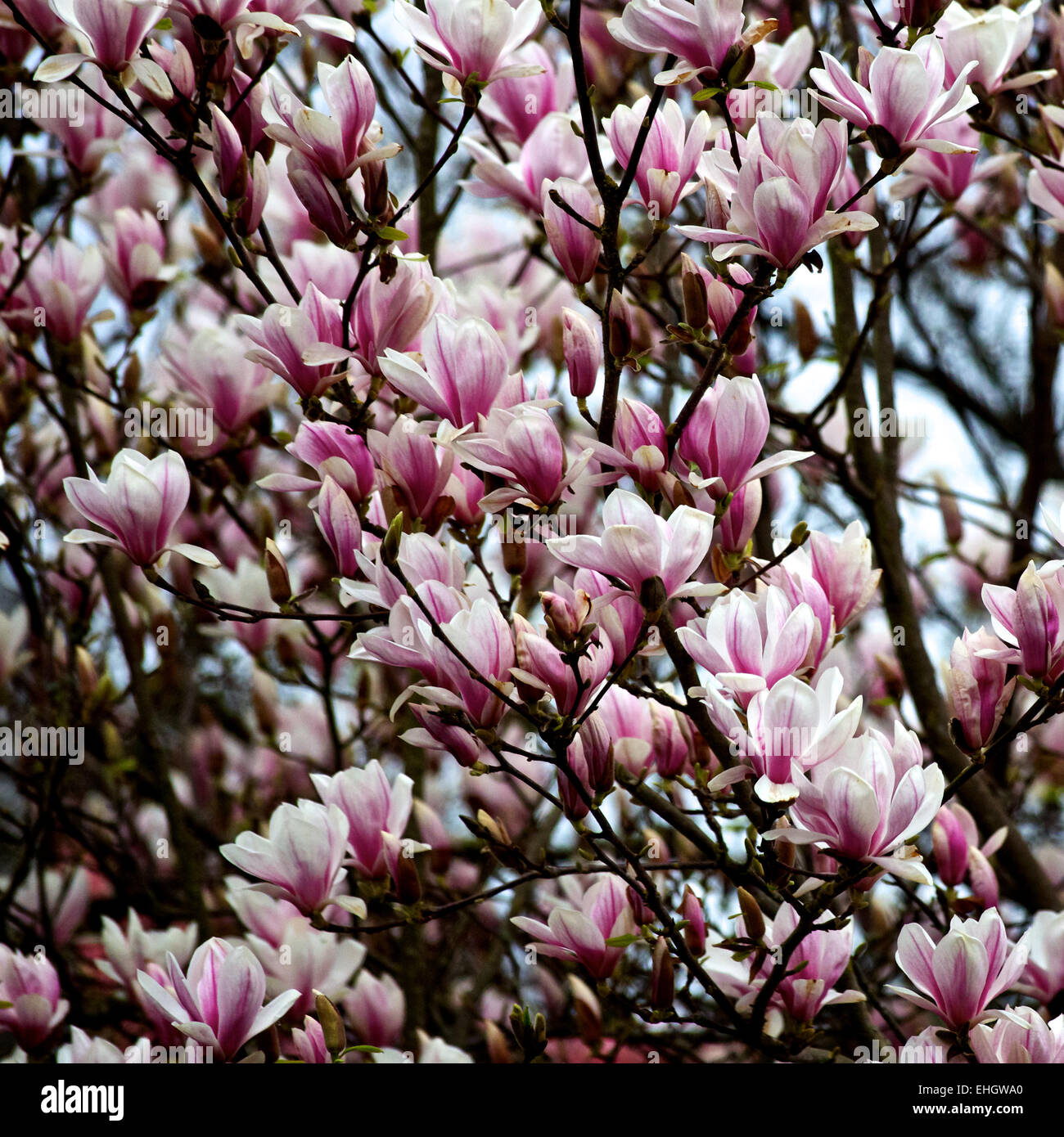 Magnolia blossoms in bloom Stock Photo