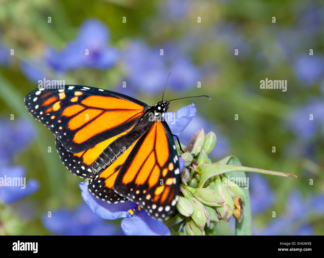 Dorsal view of a Monarch butterfly on a beautiful blue Spiderwort flower Stock Photo