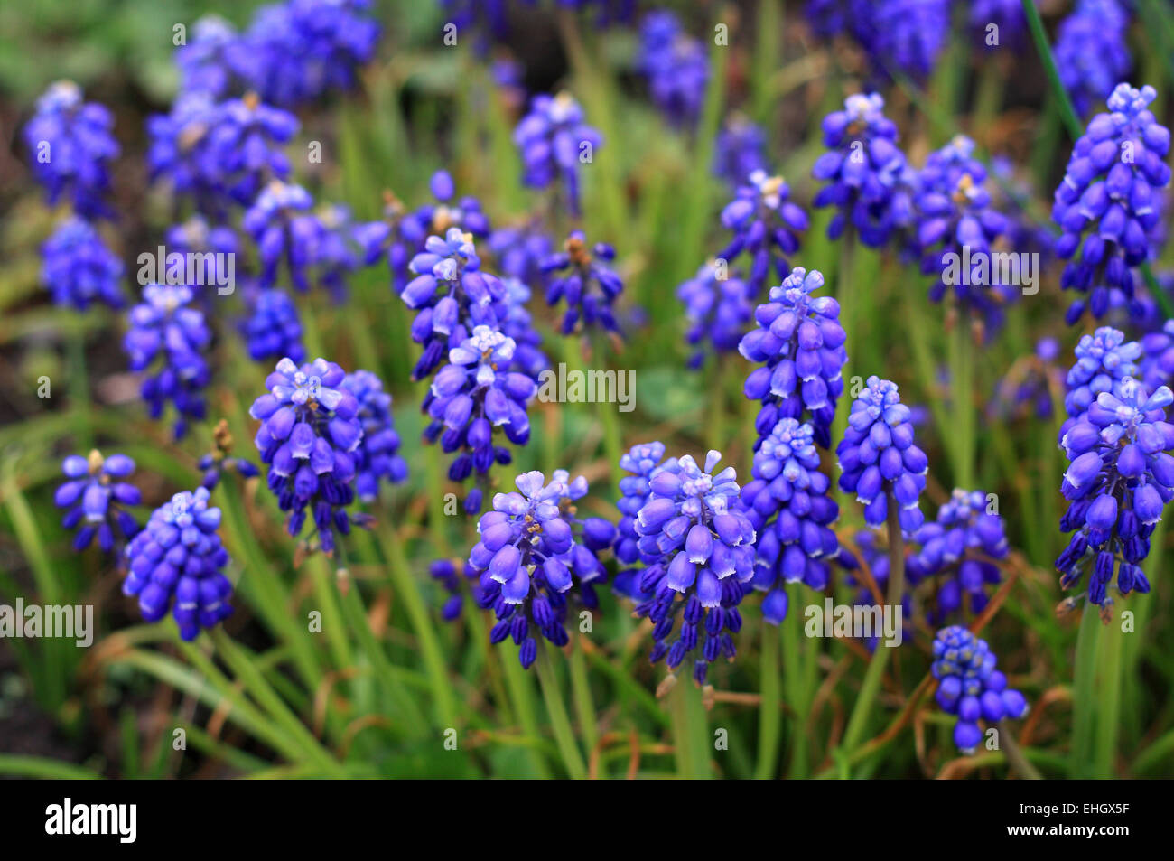 Grape hyacinths hires stock photography and images Alamy