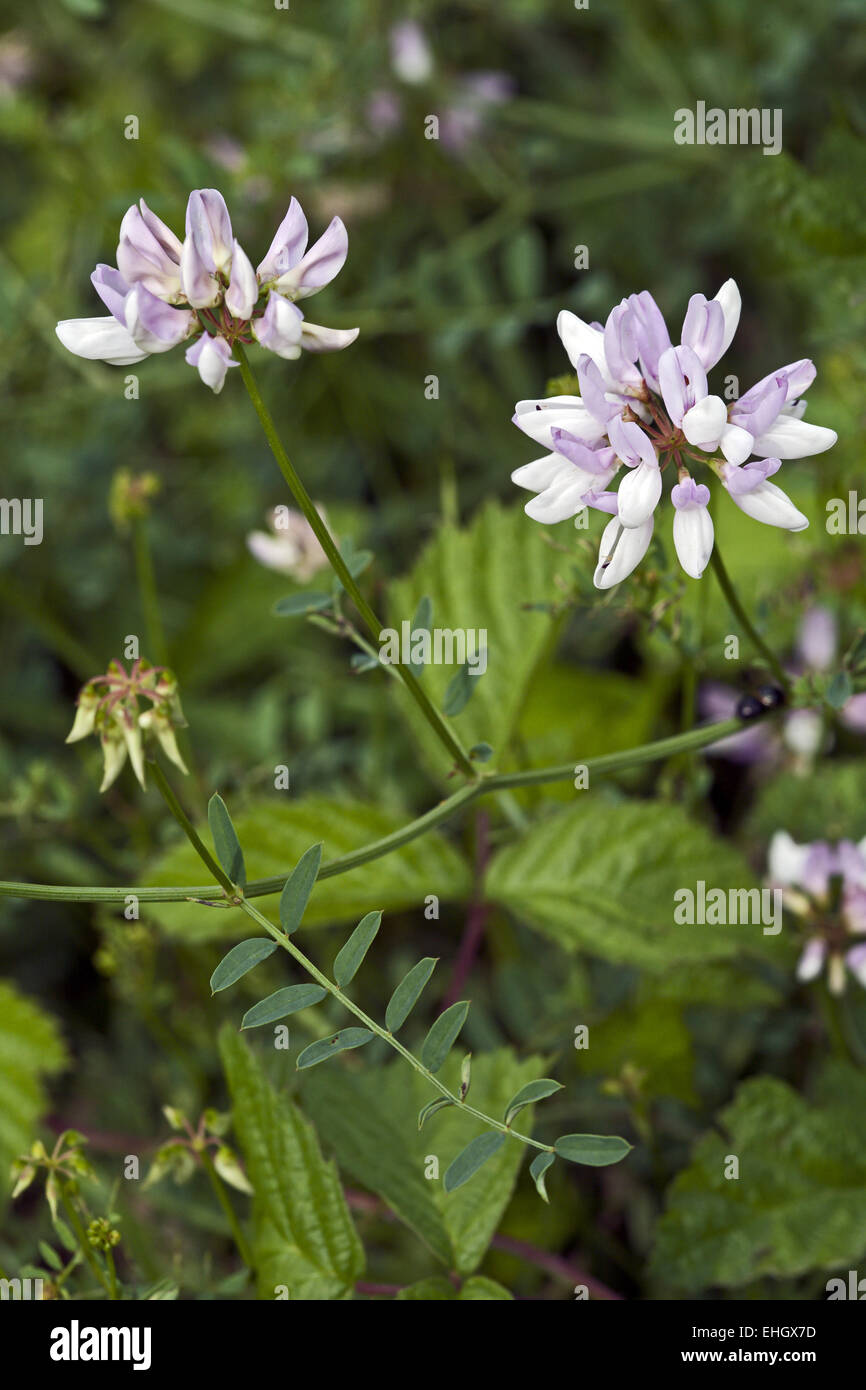Purple Crown Vetch, Coronilla varia Stock Photo - Alamy