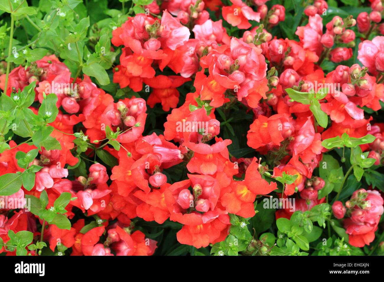 Garden snapdragon red coloured Stock Photo