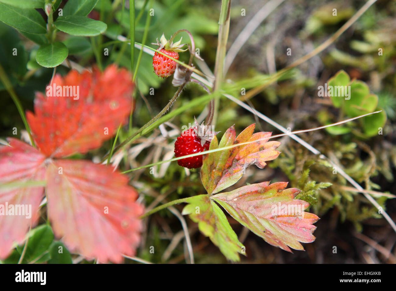 Wild strawberry Stock Photo - Alamy