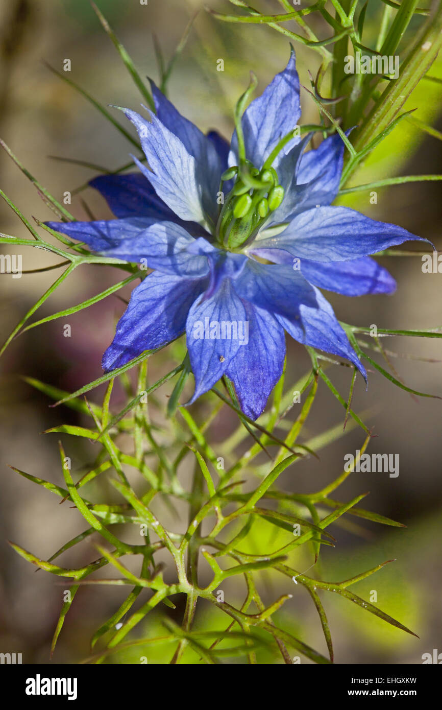 Nigella damascena, Love-in-a-mist Stock Photo