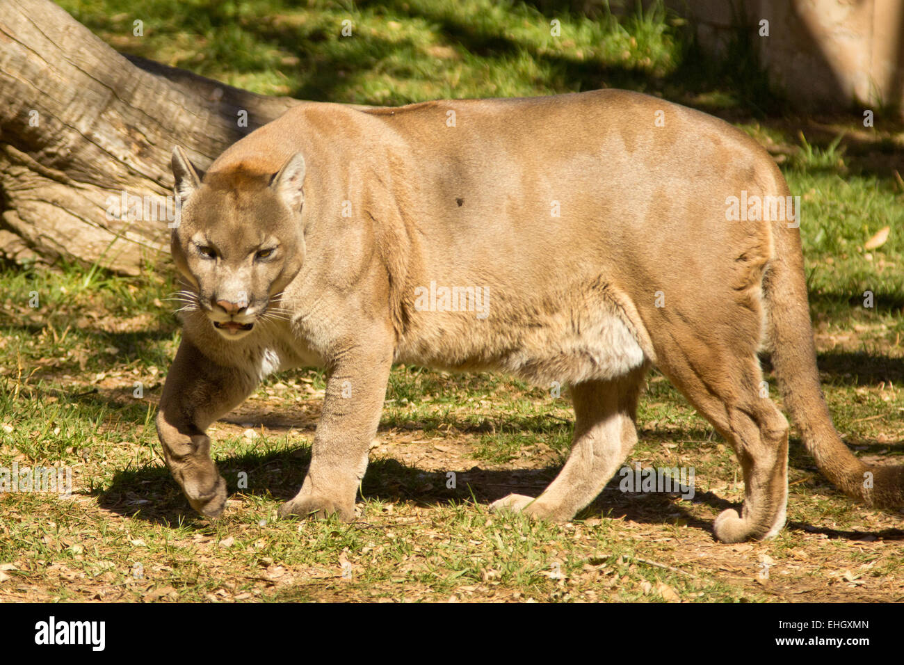 Puma, Cougar or Mountain Lion Stock Photo - Alamy