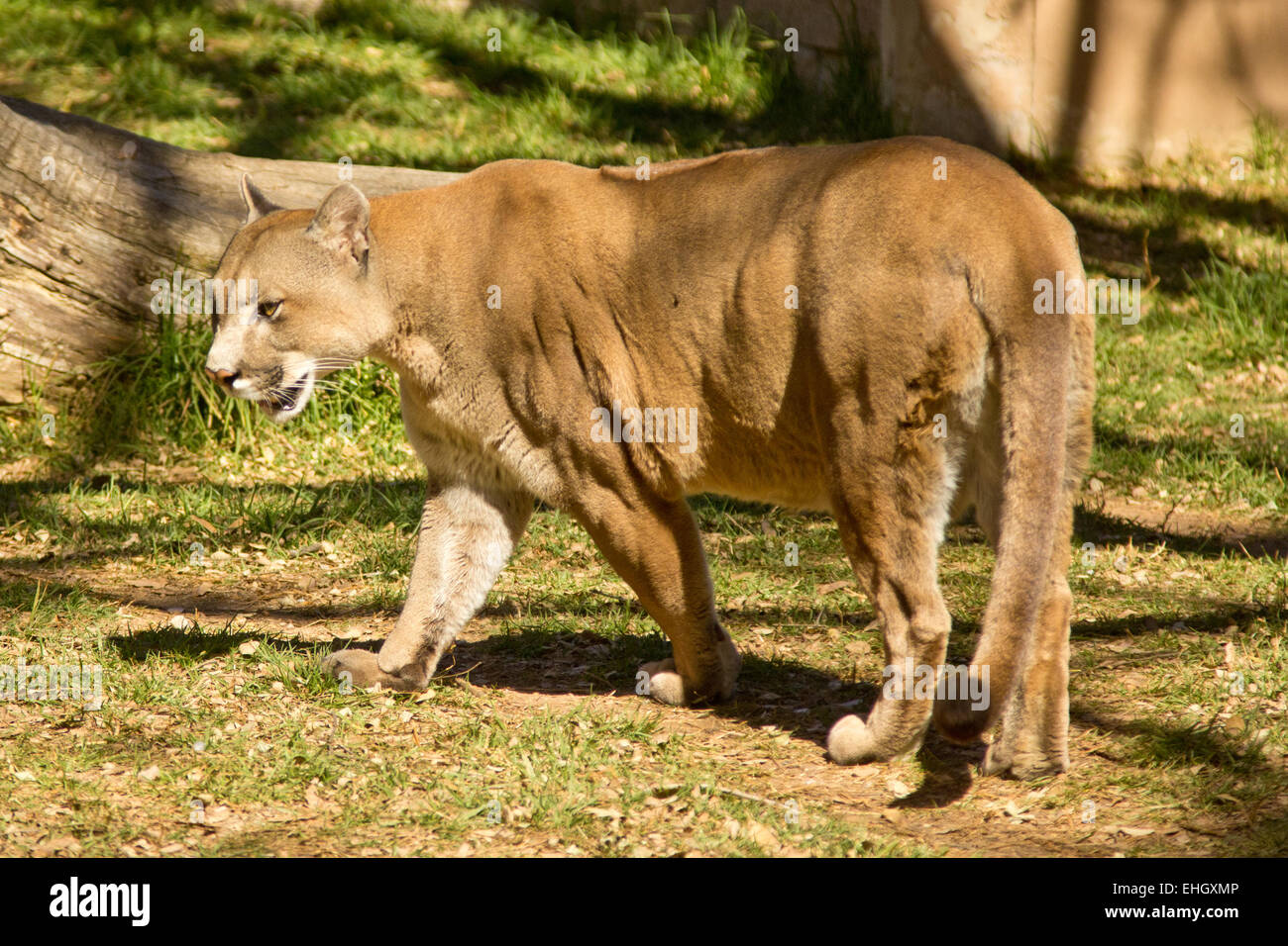 Puma, Cougar or Mountain Lion Stock Photo
