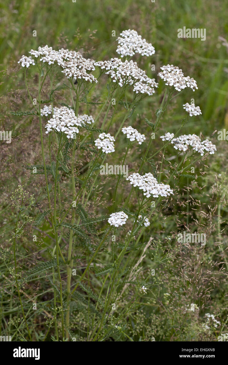 Achillea millefolium, Common Yarrow Stock Photo