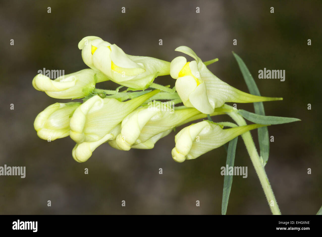 Linaria vulgaris, Butterandeggs Stock Photo Alamy