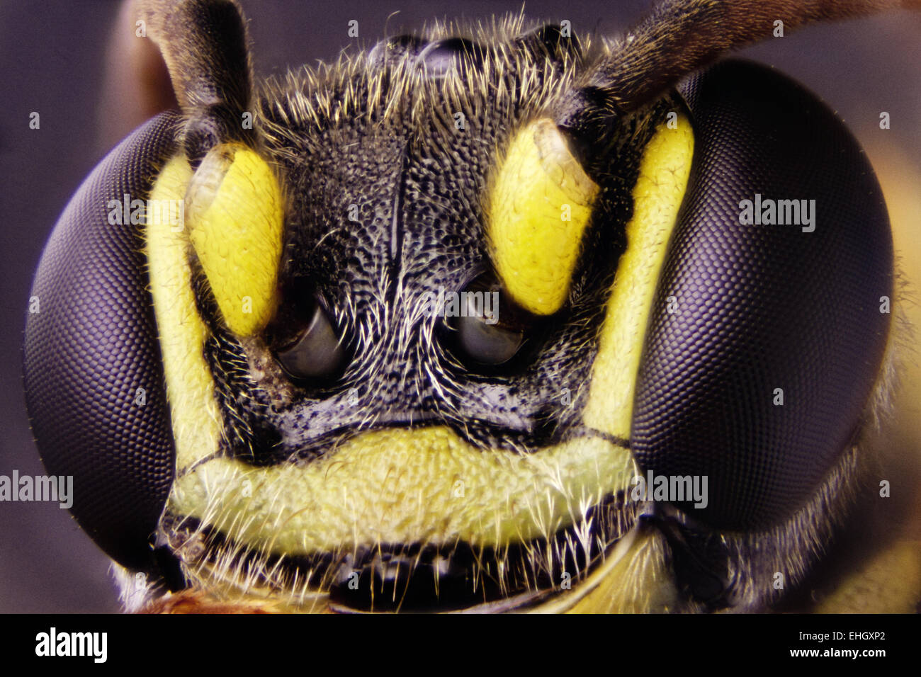Micro Photo of a Wasp Stock Photo