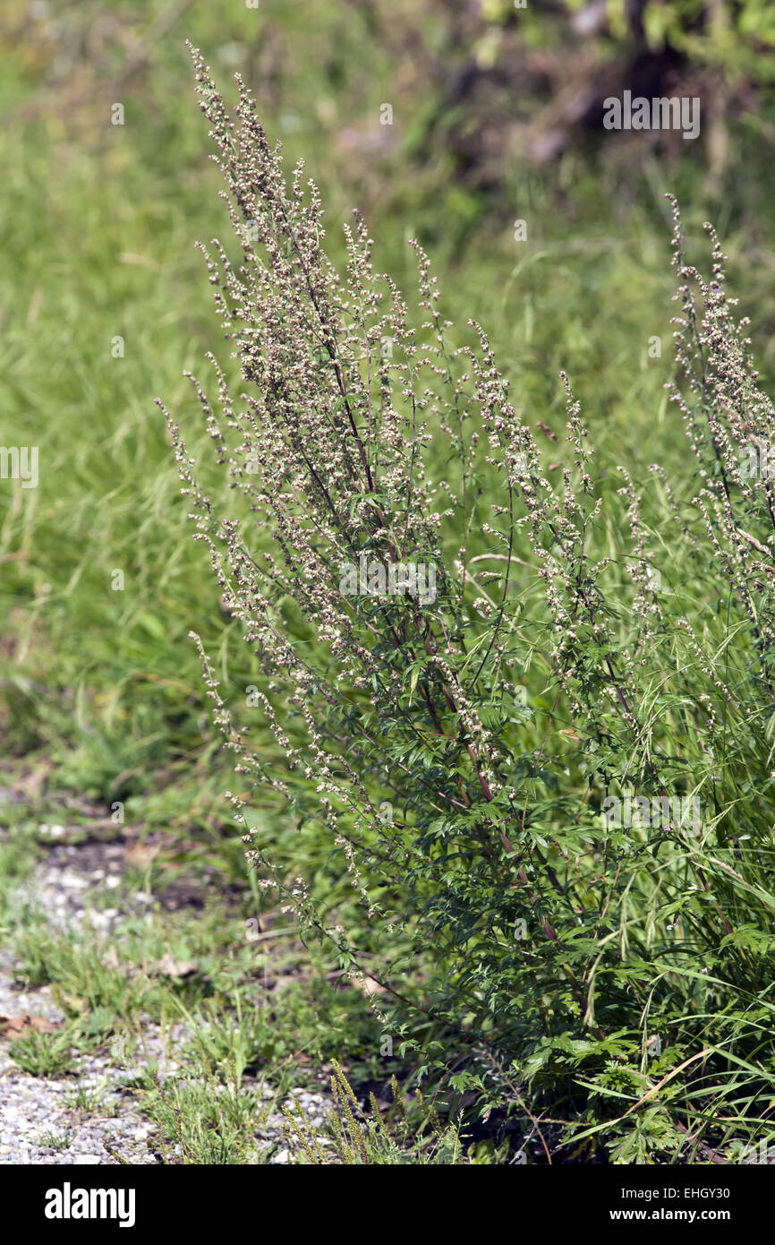 Artemisia vulgaris, Mugwort Stock Photo