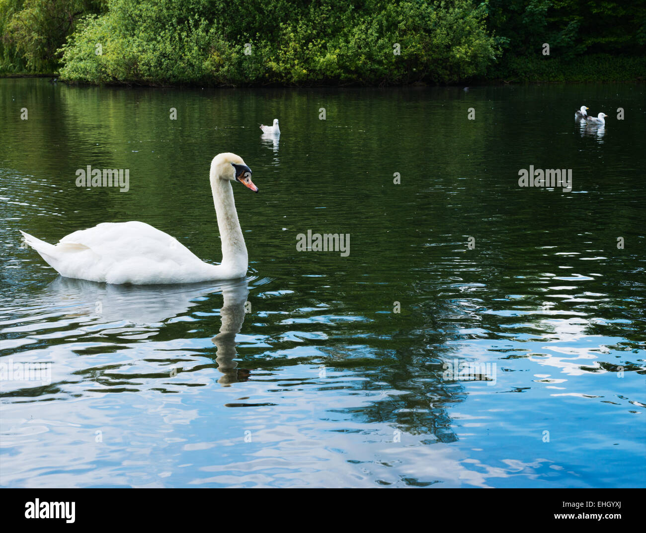 Swan in a water pond Stock Photo - Alamy