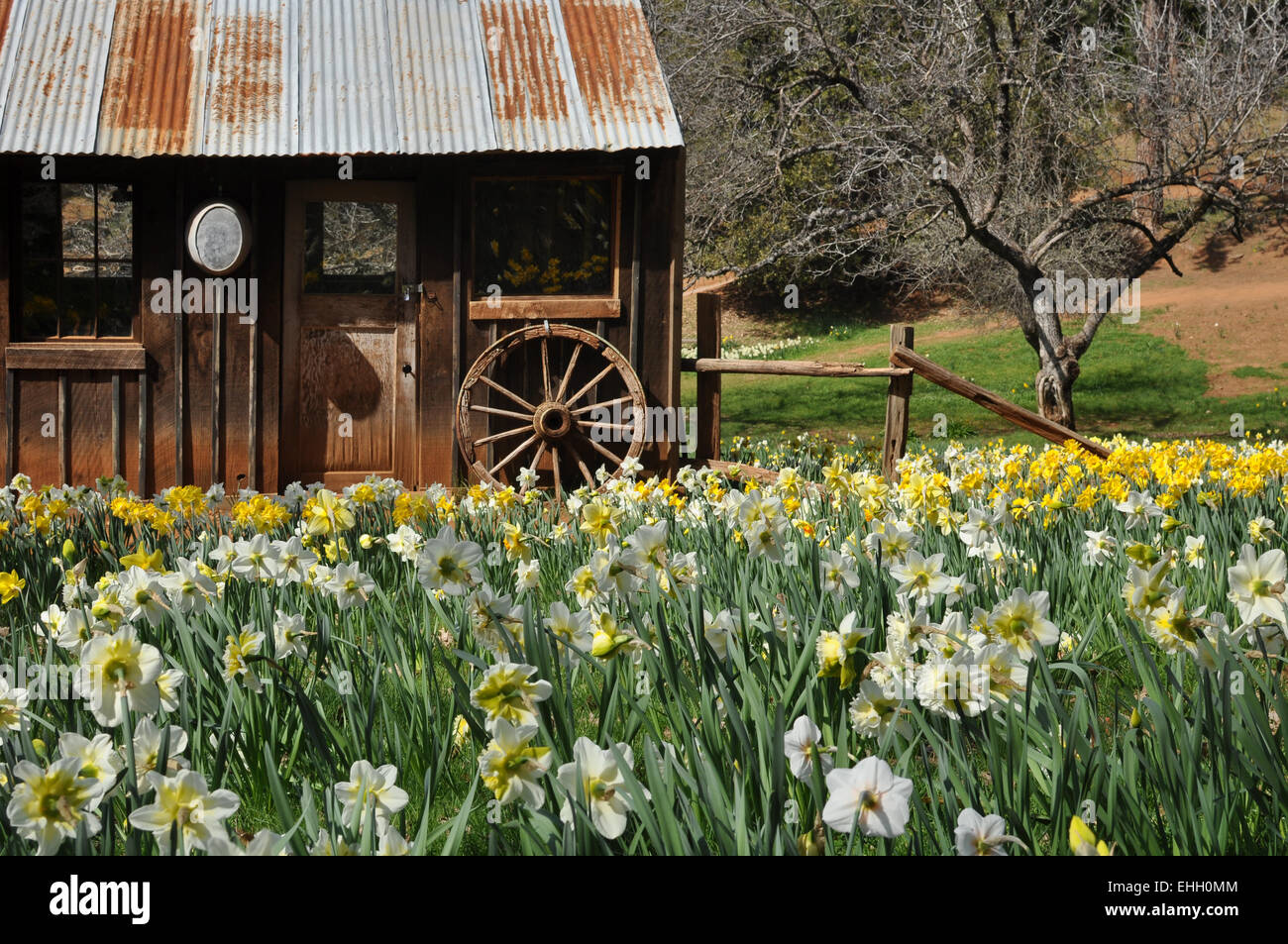 Old Cabin with Daffodils Stock Photo Alamy