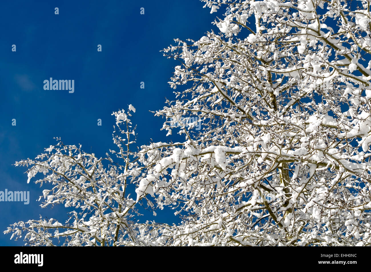 Pine Trees Covered in Snow Stock Photo - Alamy