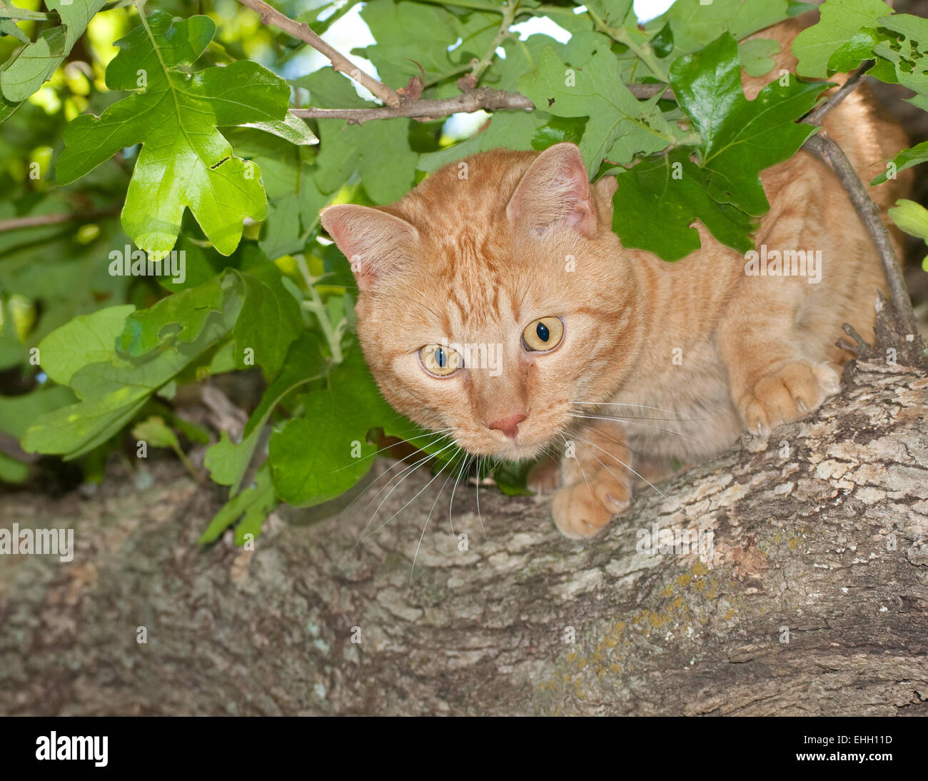 Orange tabby cat peeking through leaves up in a tree Stock Photo Alamy