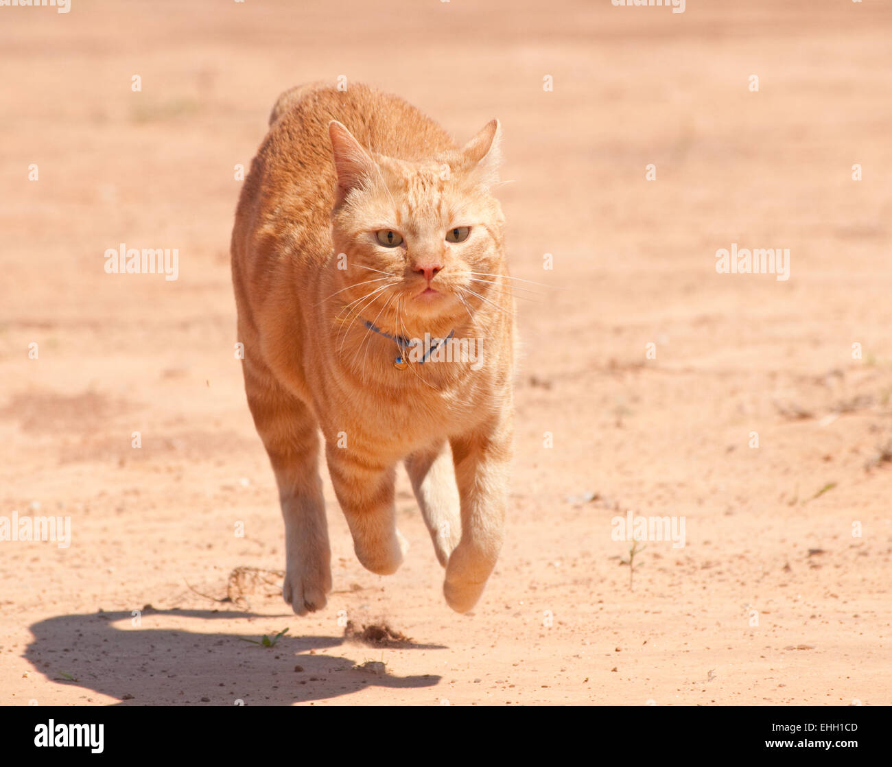 Orange tabby cat running full speed across red sand Stock Photo