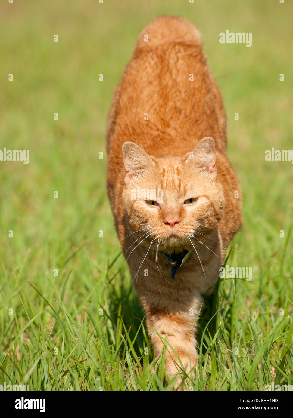 Orange tabby cat running towards the viewer Stock Photo