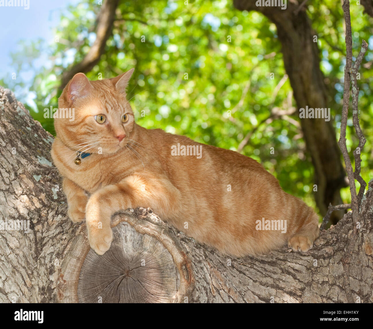 Orange tabby cat up in a tree Stock Photo - Alamy