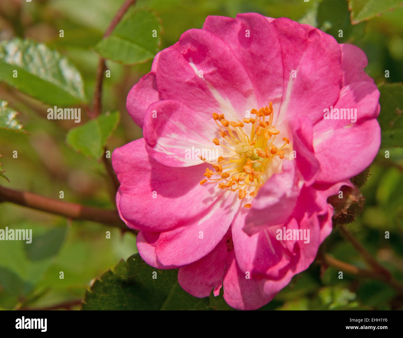 Pink polyantha rose hi-res stock photography and images - Alamy