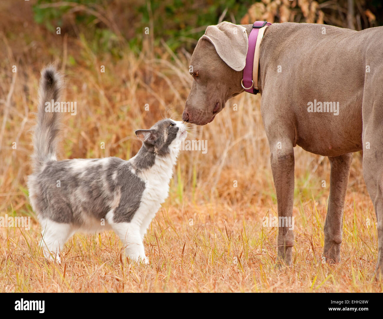 Cat and big dog sniffing noses Stock Photo