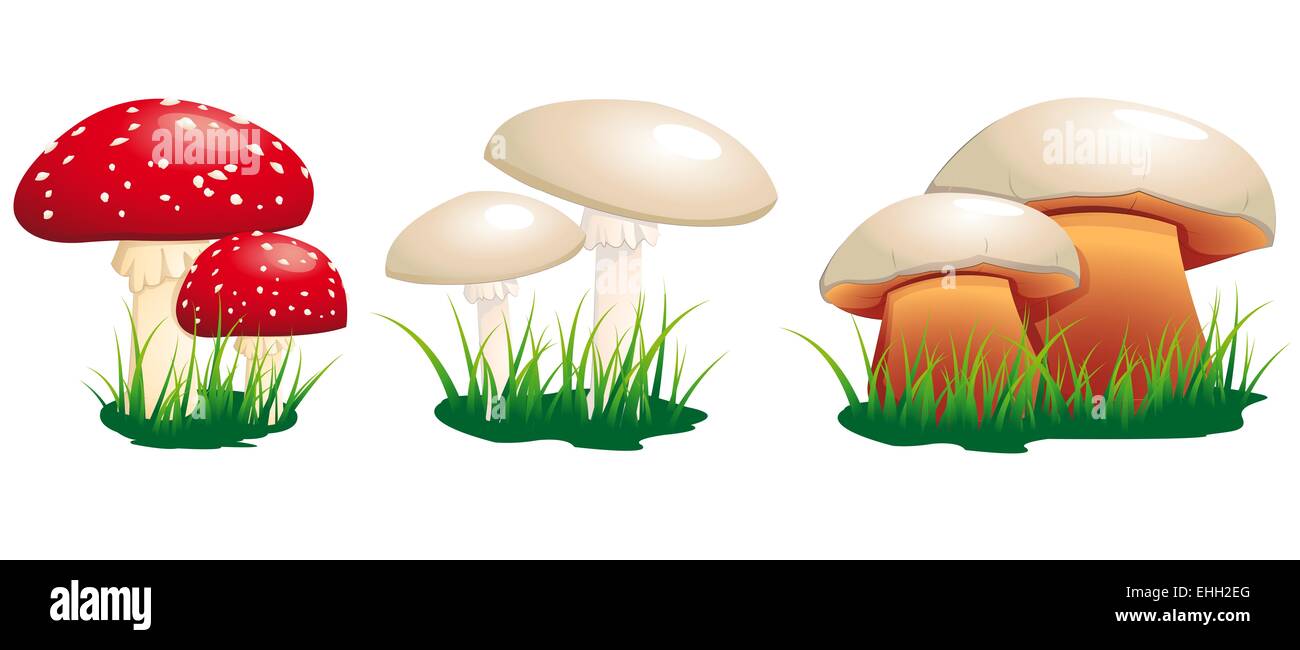 poisonous mushrooms Stock Photo