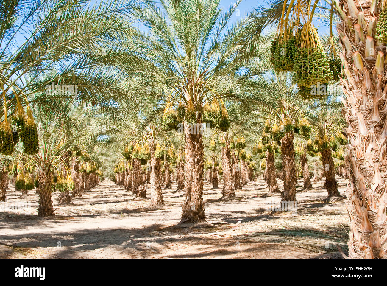 Ripened California Date Palm Orchard in sunshine Stock Photo Alamy