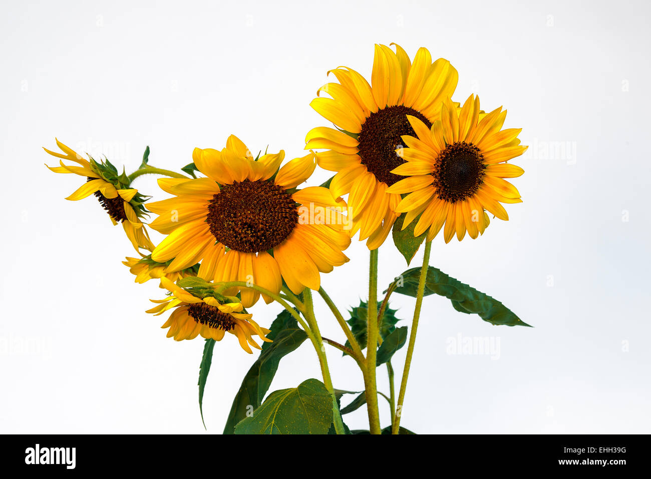 Beautiful bright sunflowers isolated on white background Stock Photo ...