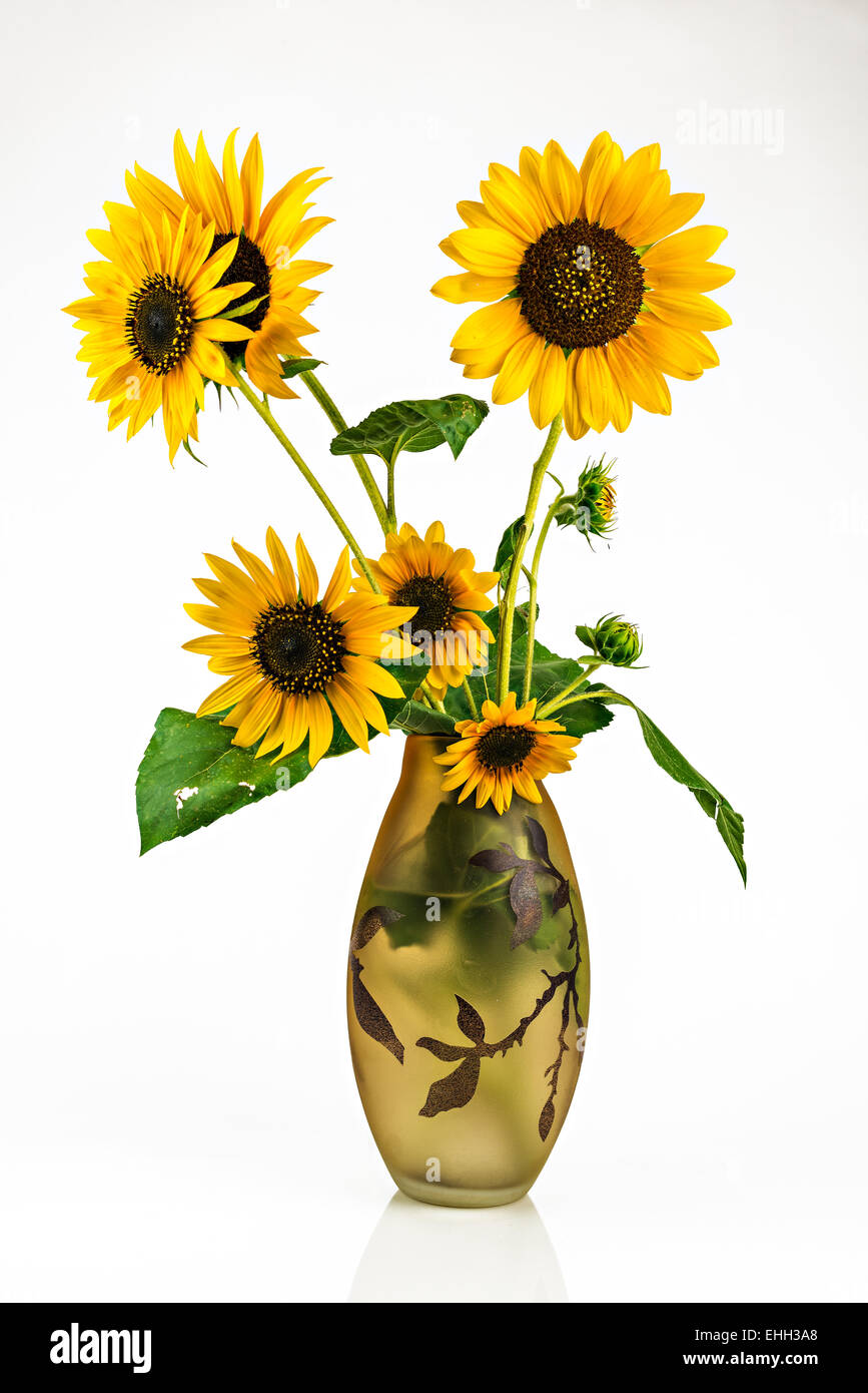 Bouquet of sunflowers in a glass vase on a white background Stock Photo ...