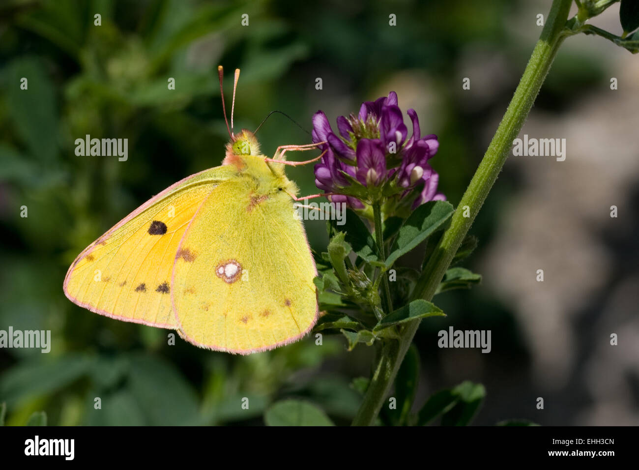 pale clouded yellow Stock Photo