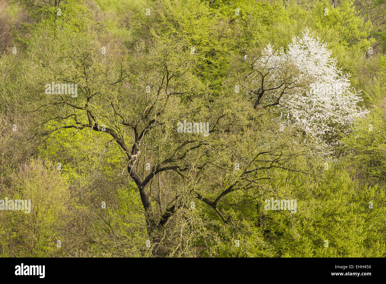Recording spring hi-res stock photography and images - Alamy
