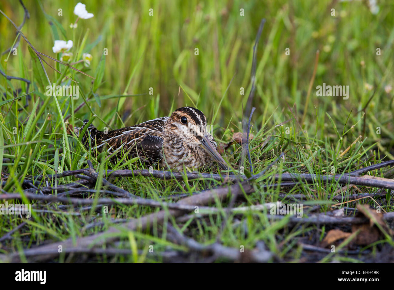 Wilson's snipe Stock Photo