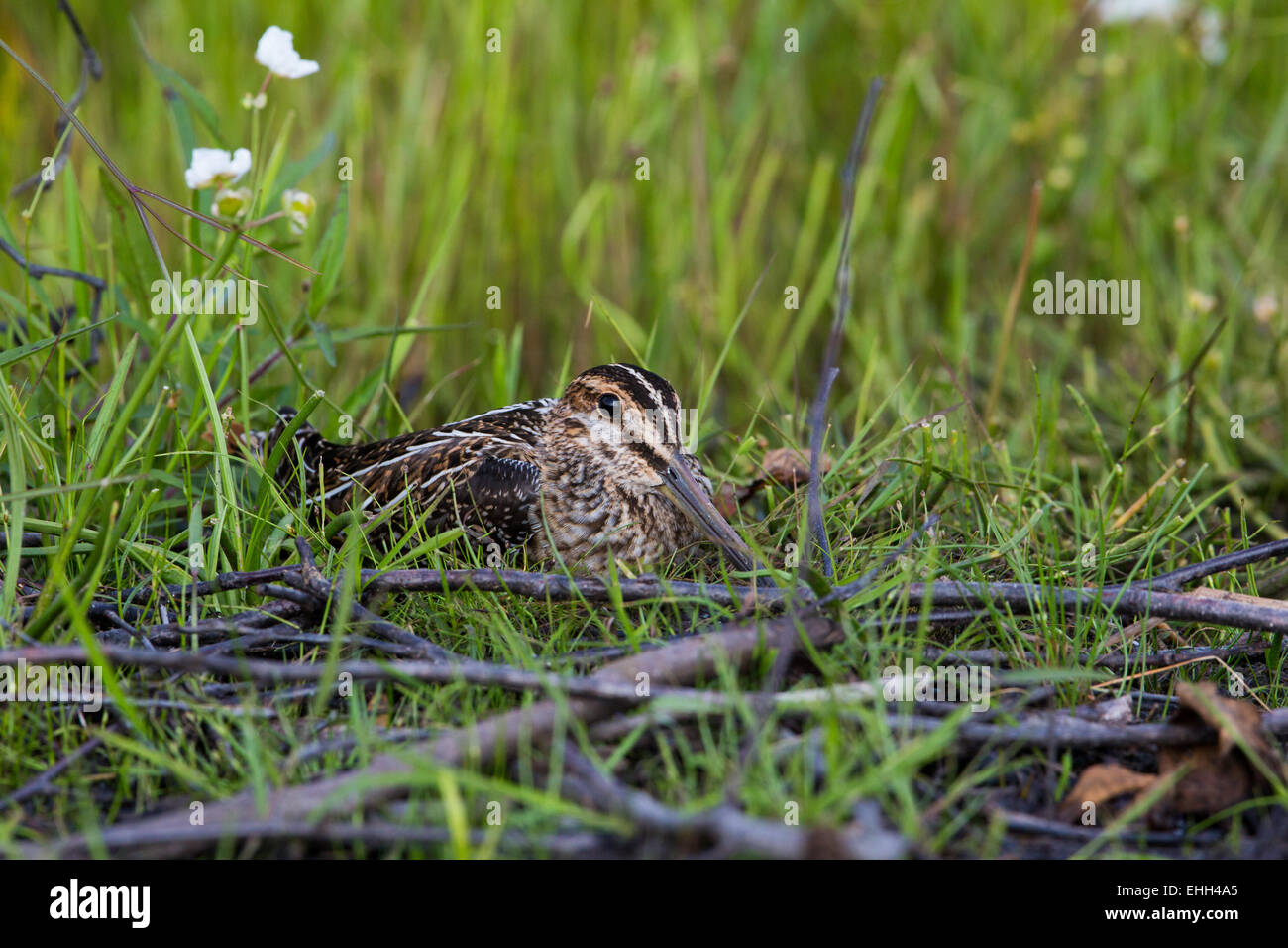 Wilson's snipe Stock Photo