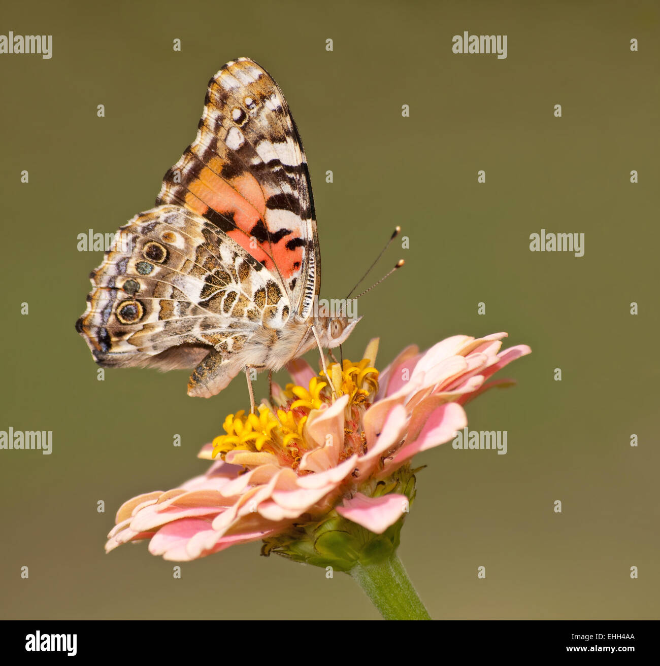 Vanessa cardui, Painted Lady butterfly feeding on a flower against green background Stock Photo