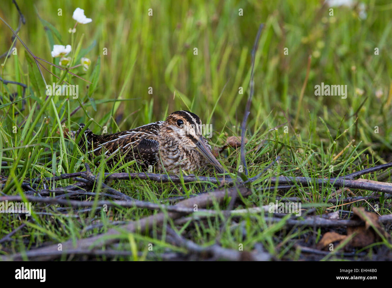 Wilson's snipe Stock Photo