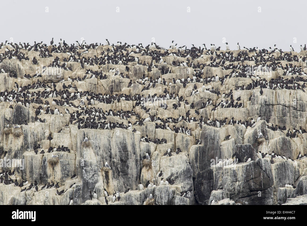 Guillemot (Uria aalge) Stock Photo