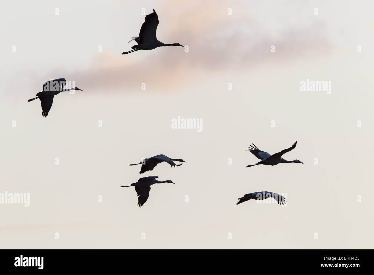 Photo gray crane birds hi-res stock photography and images - Alamy