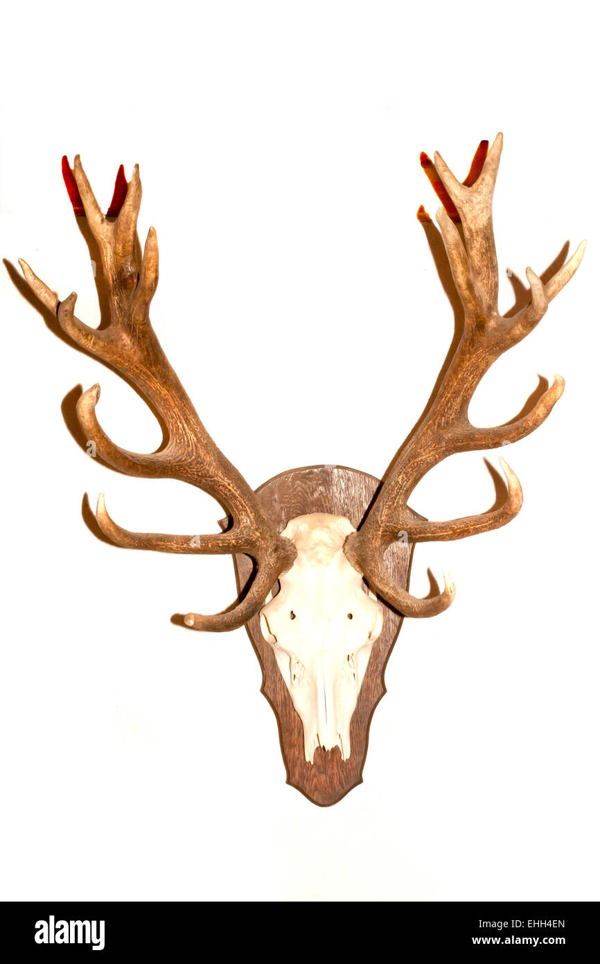 red deer antlers Stock Photo