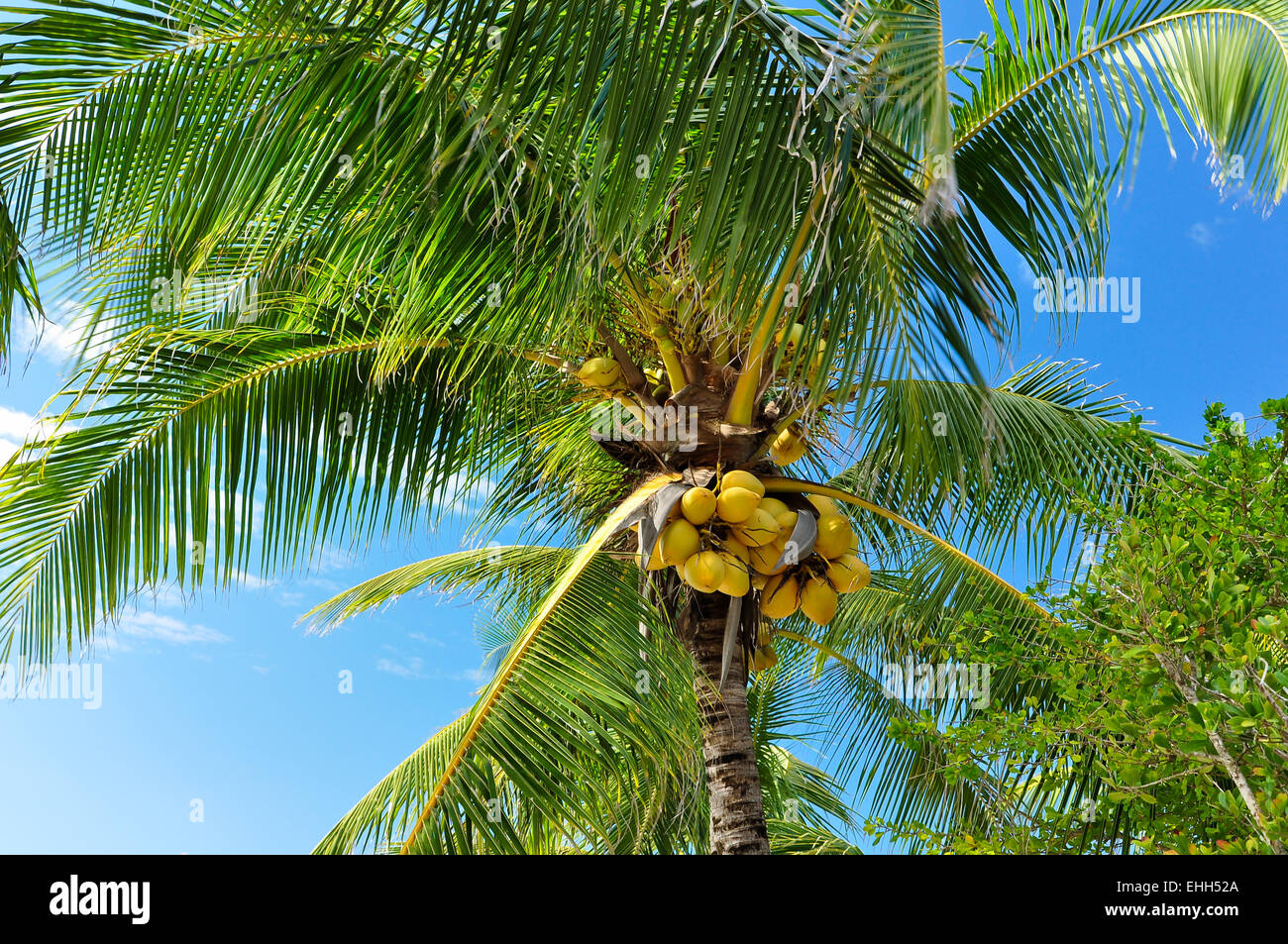 yellow coconuts on the palm tree Stock Photo