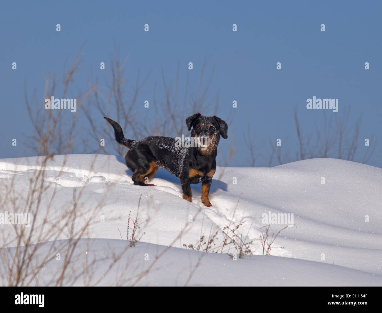 The small dog costs on snow Stock Photo Alamy