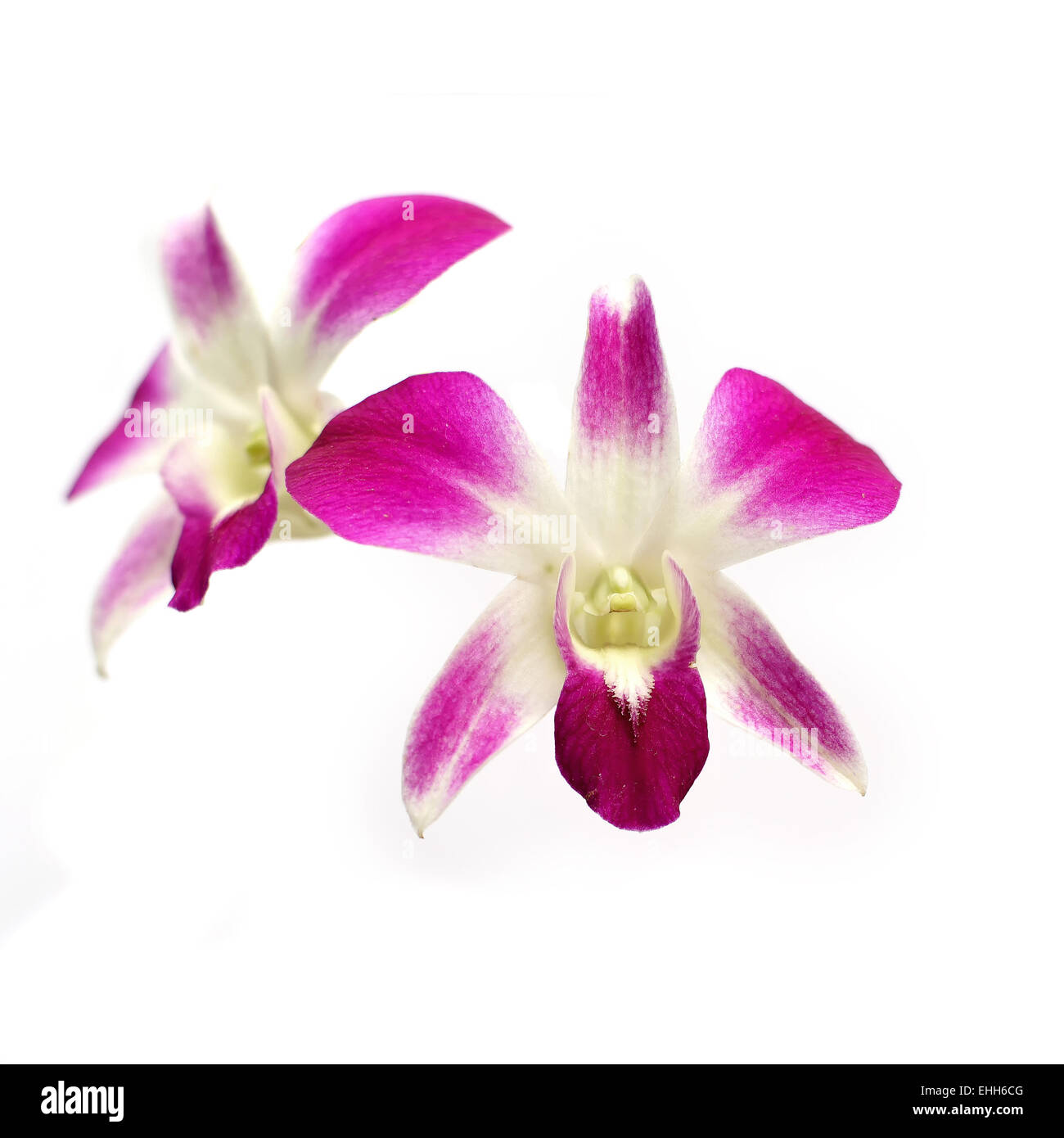 beautiful orchid flower isolated on white background Stock Photo - Alamy