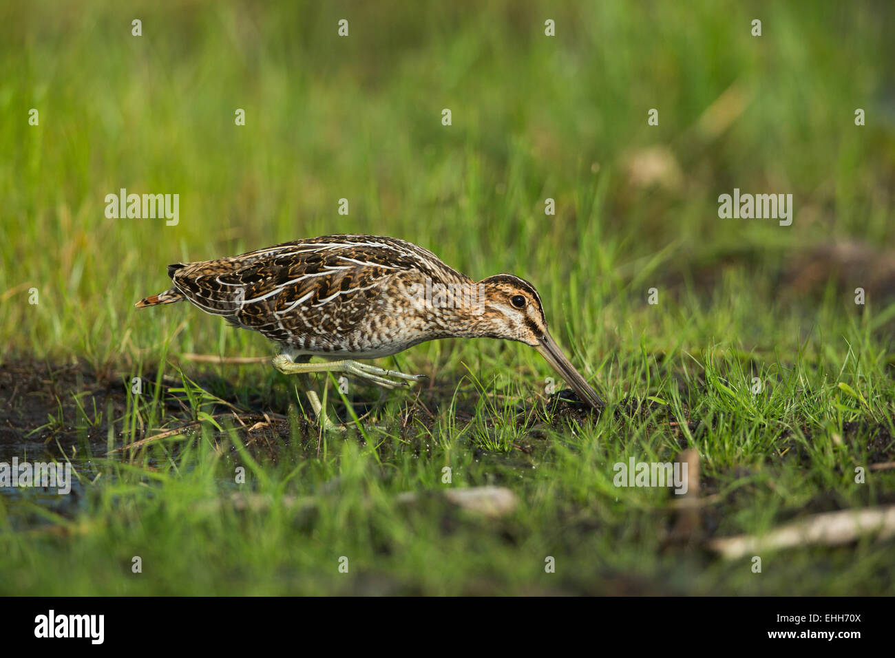 Wilson's snipe Stock Photo