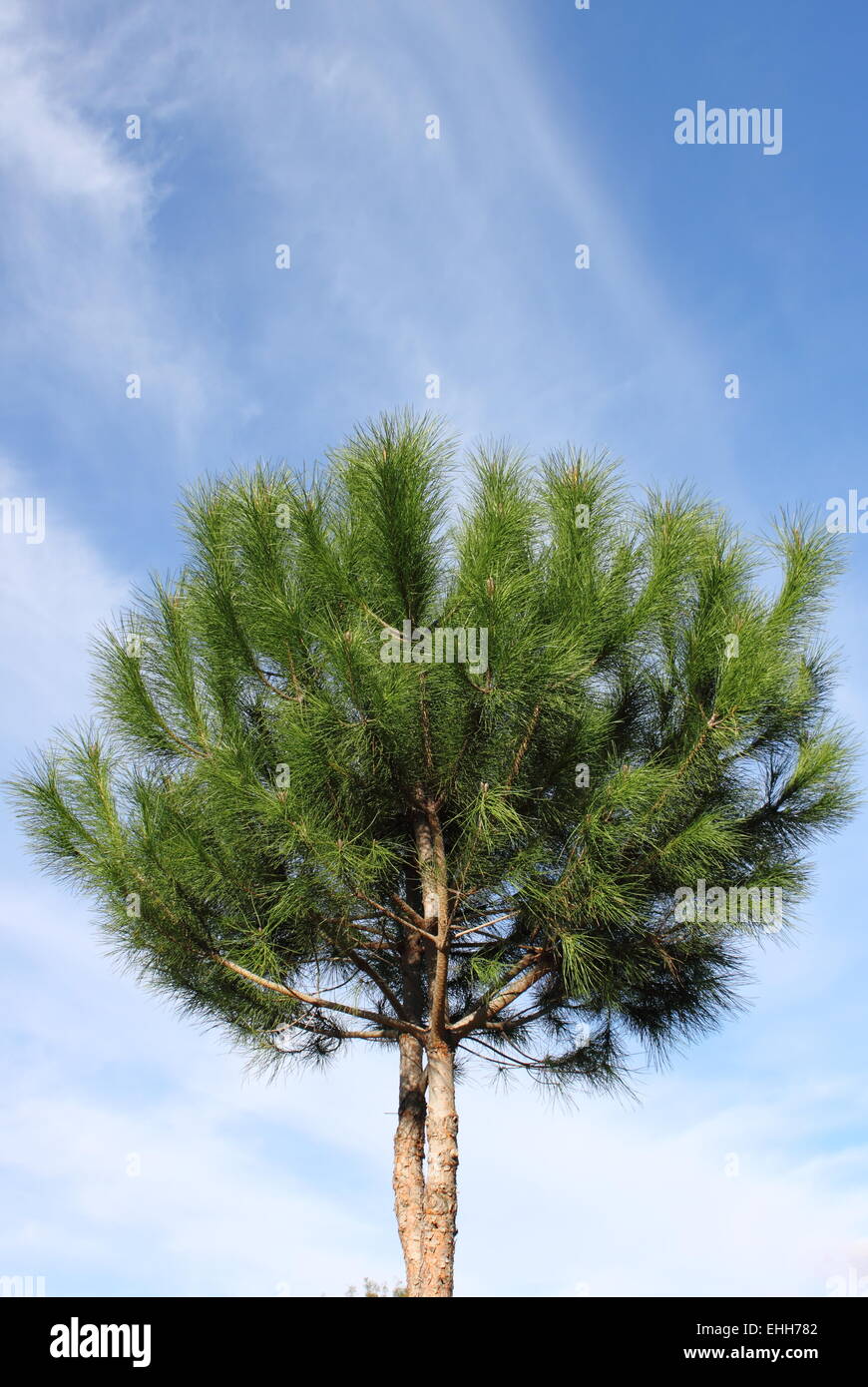 Maritime pine tree Stock Photo