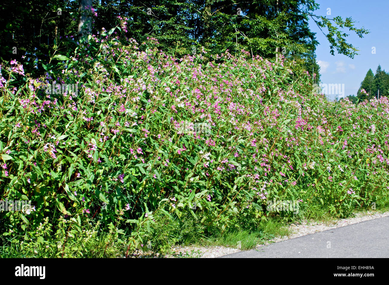 Indisches Springkraut / Himalayan Balsam Stock Photo