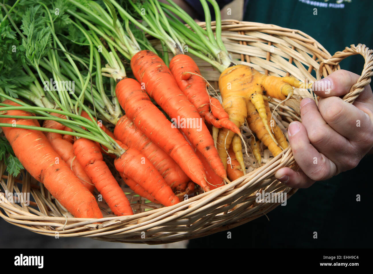 Carrot Bag Or Con Purse For Kds Or Small Anmals Desgbed - Etsy