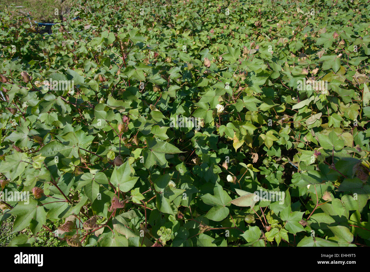 cotton farm field before blooming in autumn Stock Photo