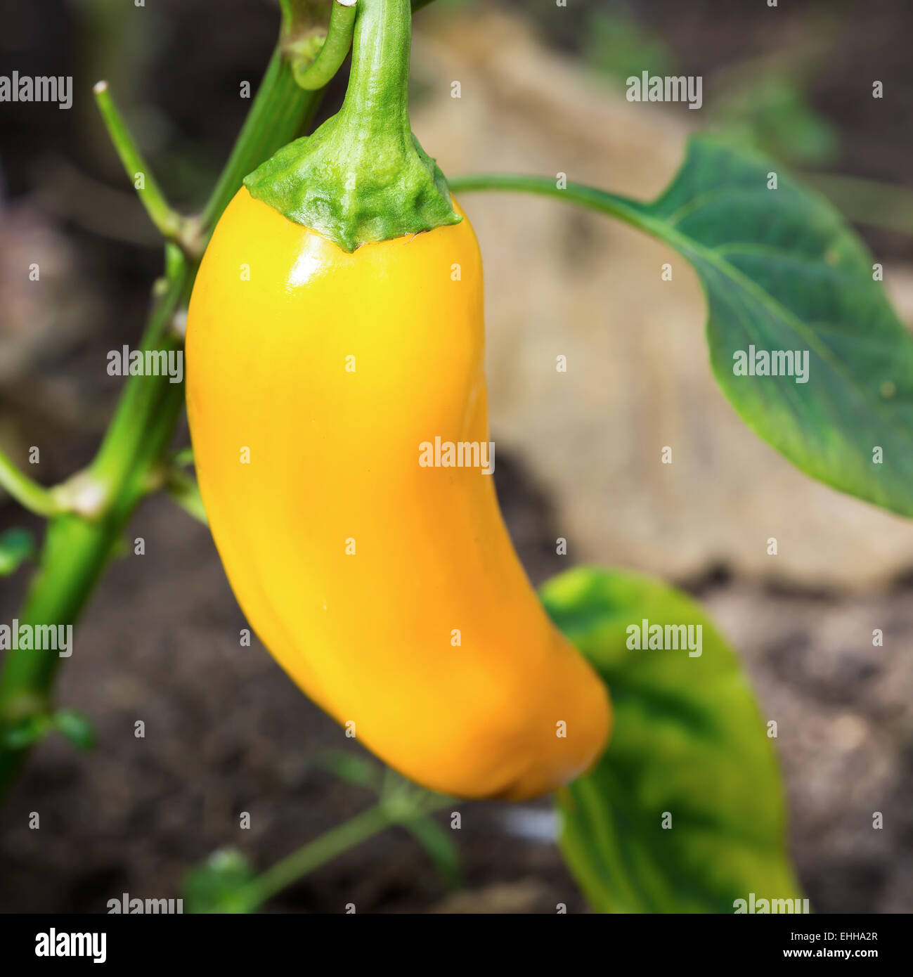 Yellow pepper in hothouse, closeup Stock Photo