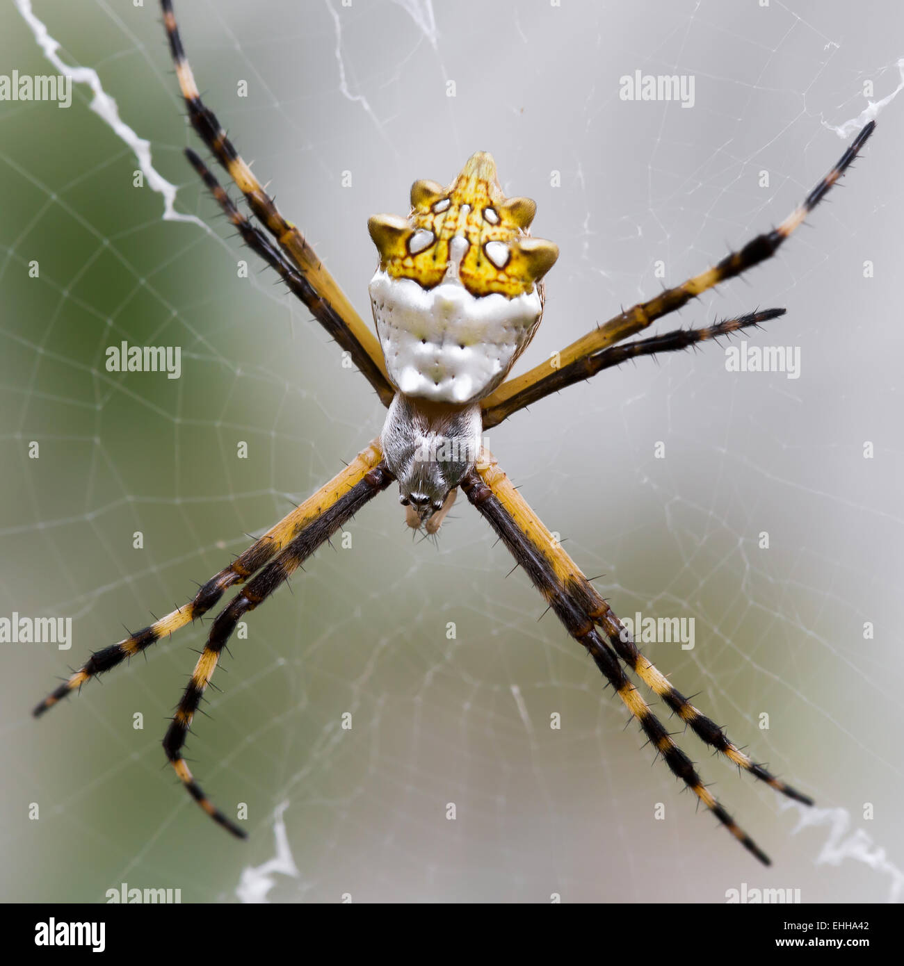 Black and Yellow Argiope spider on web in the garden Stock Photo