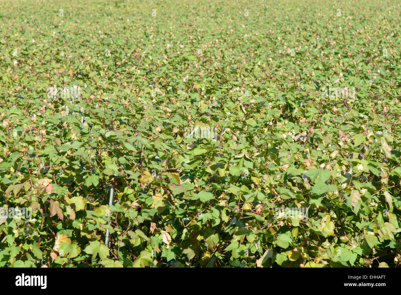 cotton farm field before blooming in autumn Stock Photo