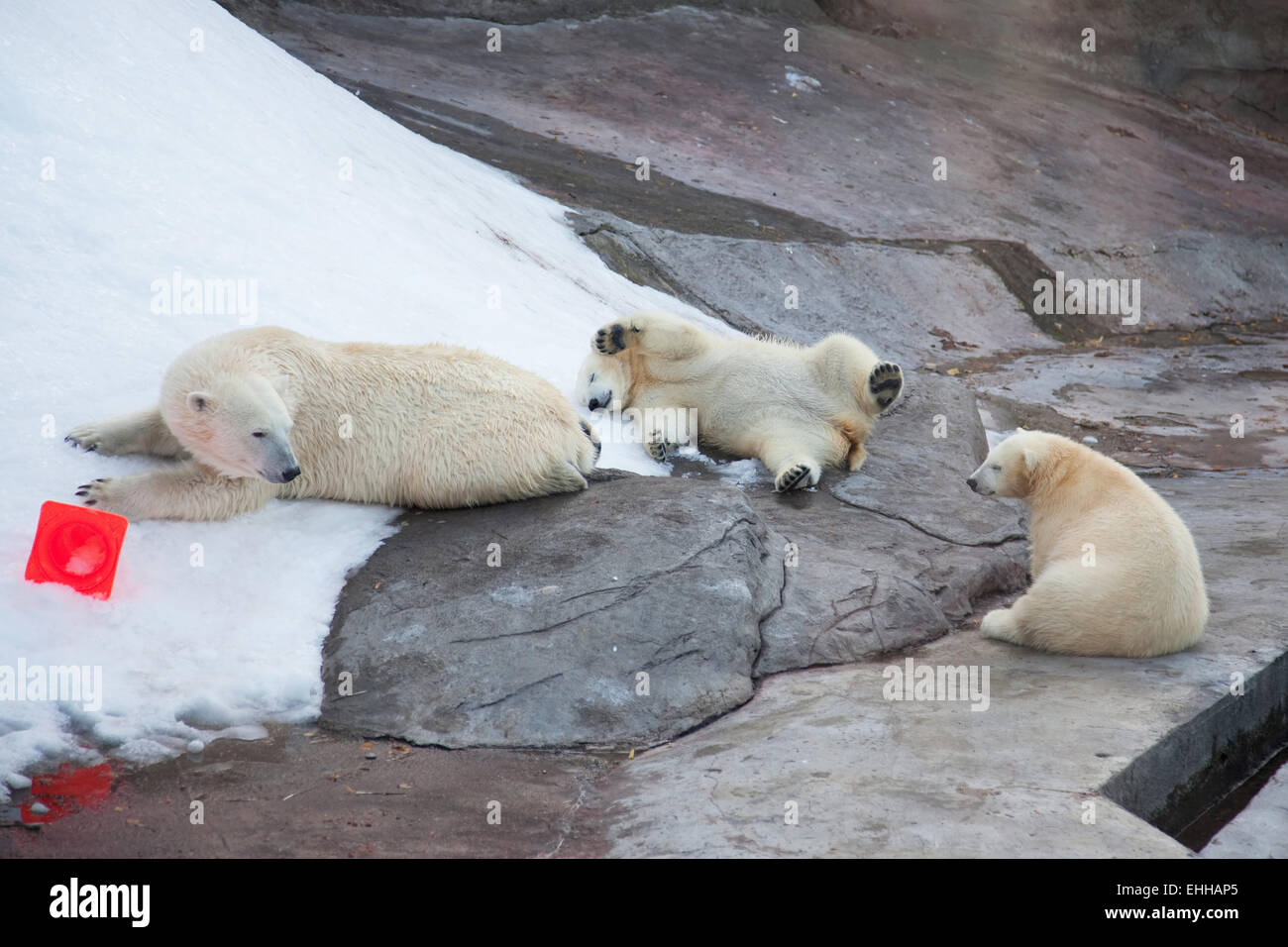 Small bears hi-res stock photography and images - Alamy