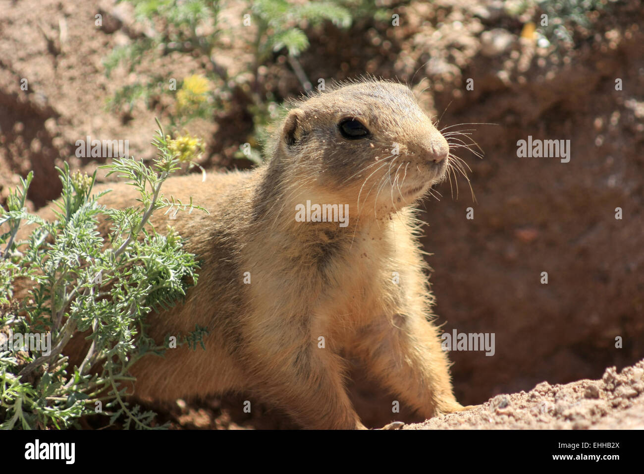 Tiere in New Mexico Stock Photo