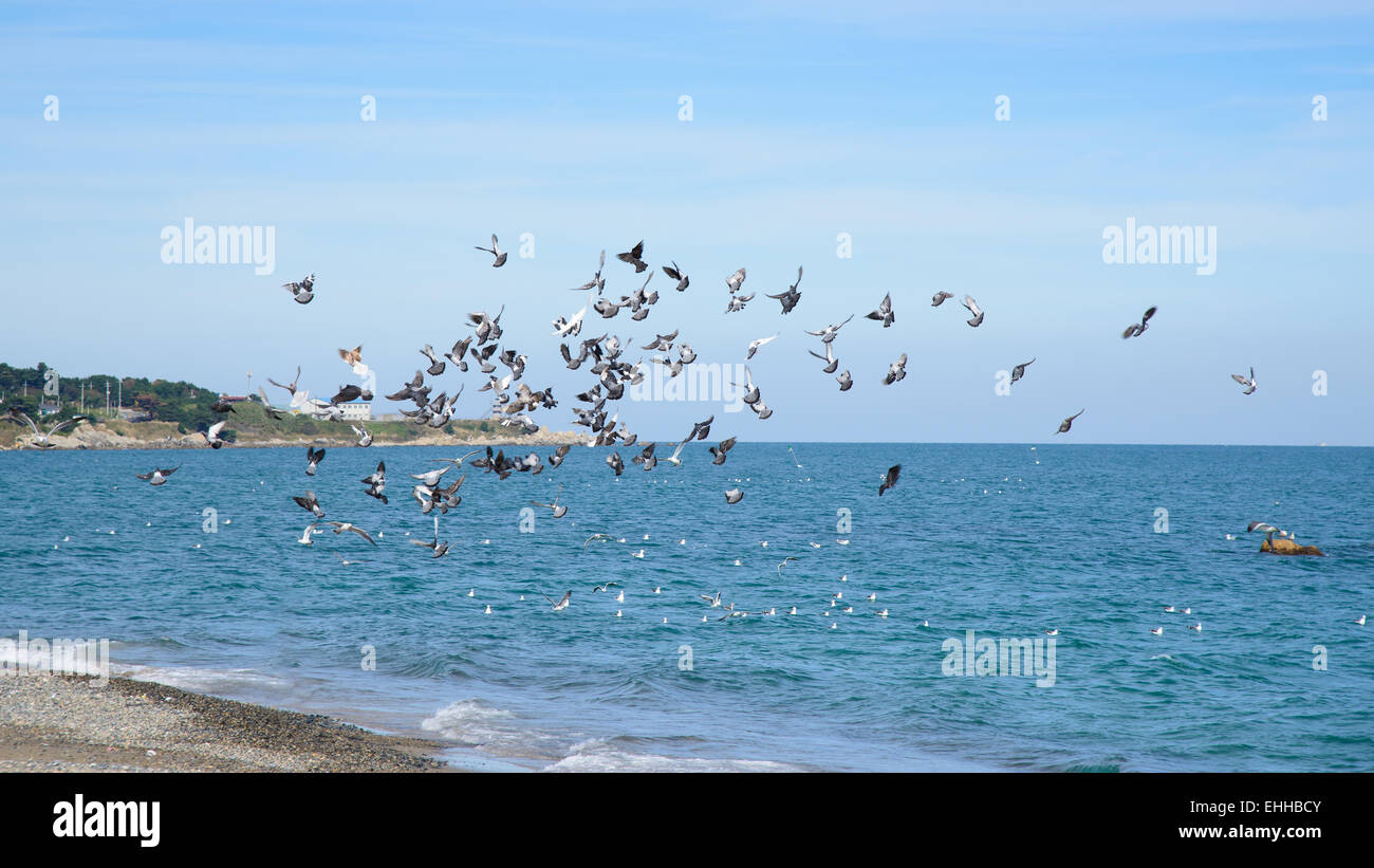 soaring seagull flock at a shore in a sunny day Stock Photo